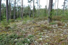 Flechten-Kiefernwald in Oberfranken. Foto: K. Horn.