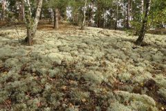 Flechten-Kiefernwald mit Cladonia stellaris in Brandenburg. Foto: W. von Brackel.